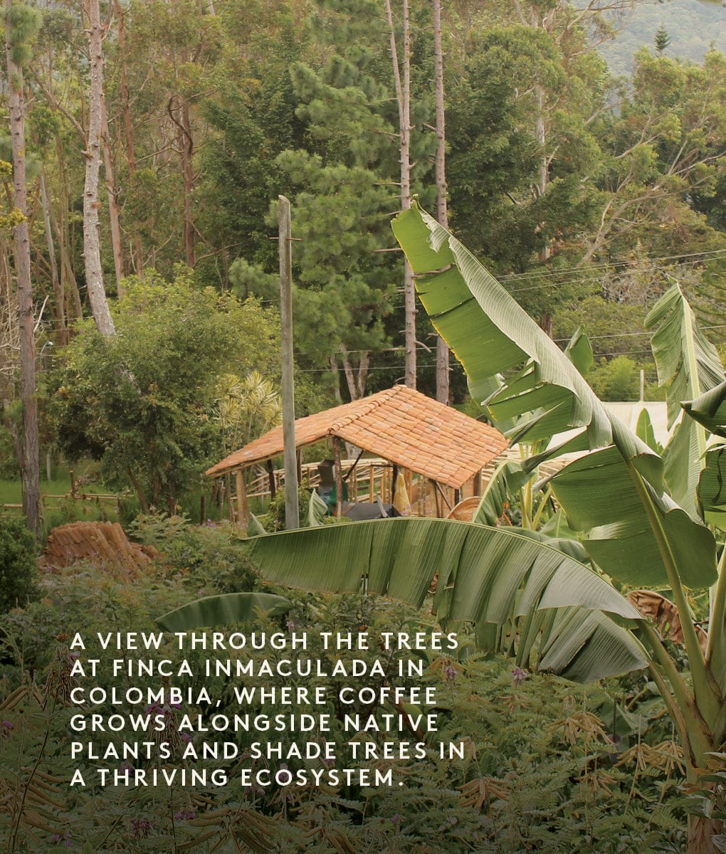 Bourbon Papayo, Colombia