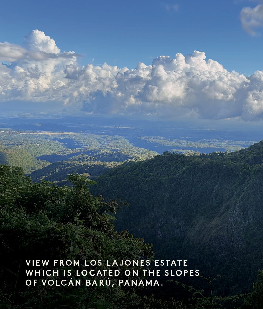 Los Lajones Catuai, Panama