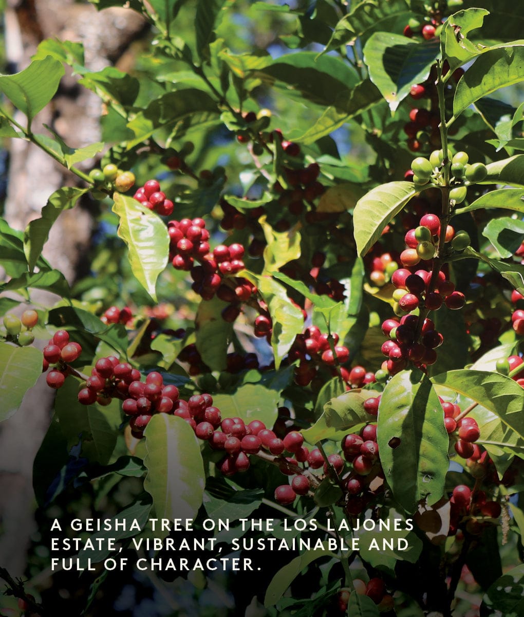 Los Lajones Geisha, Panama