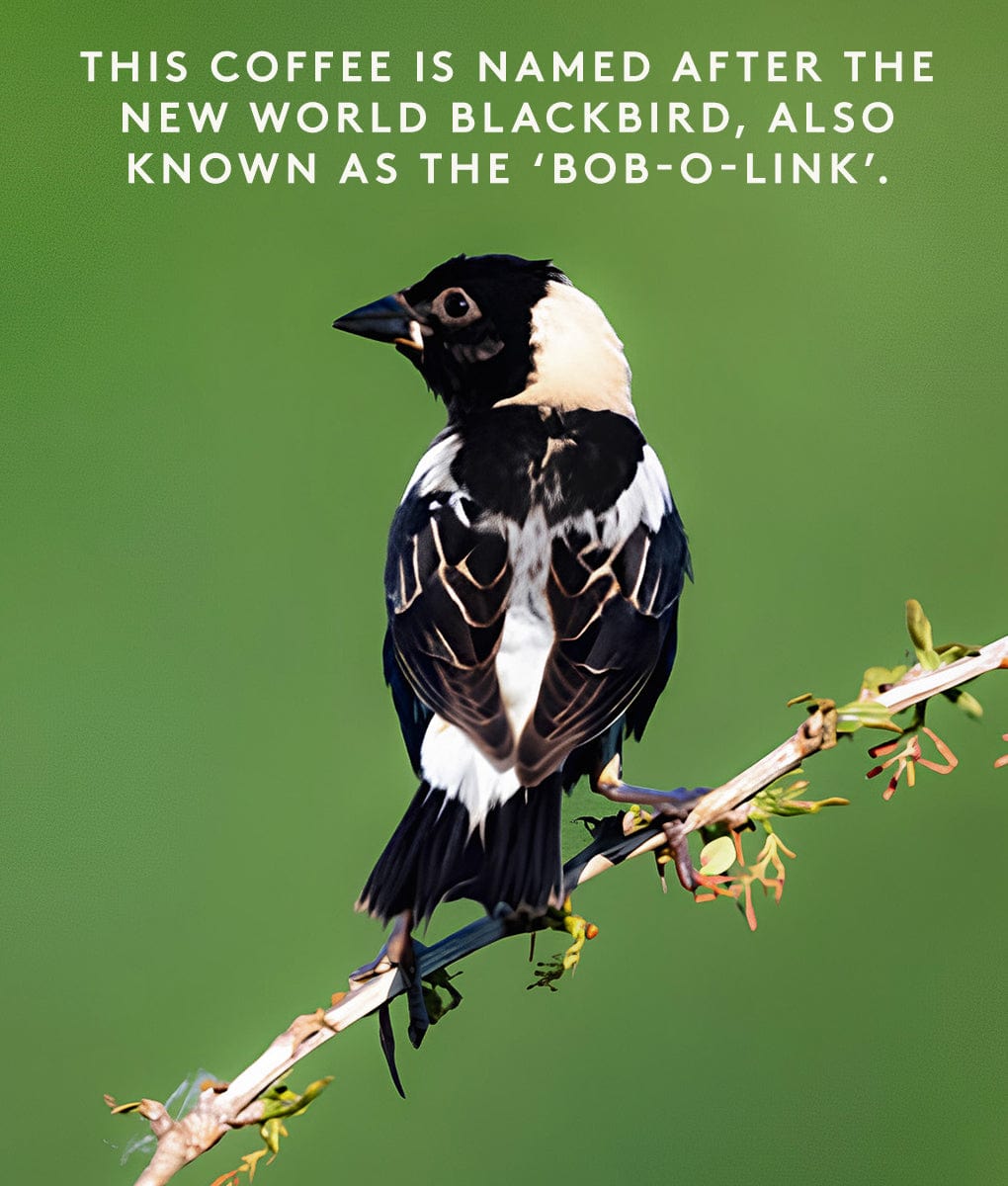 Bobolink, Brazil
