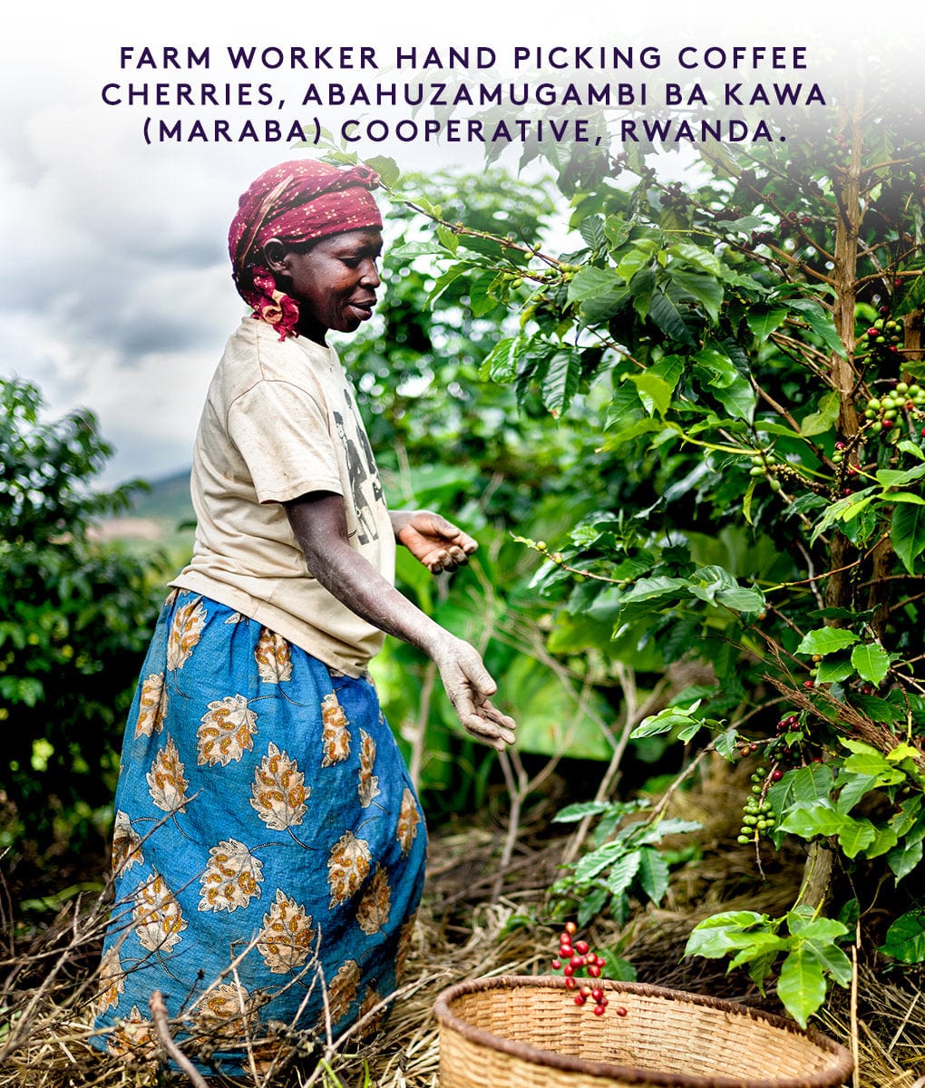 Decaf Maraba, Rwanda