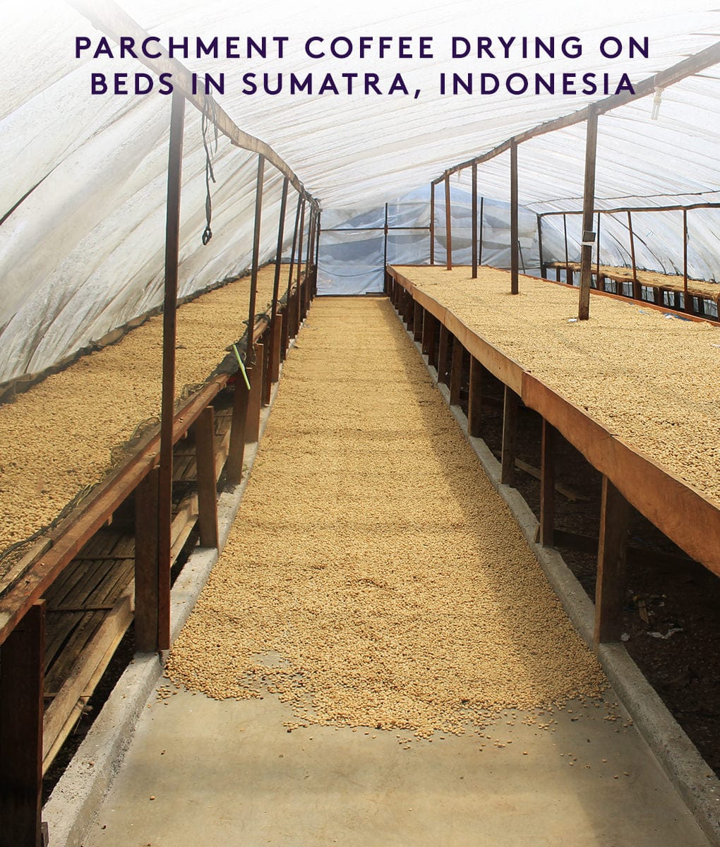 Gajah Mountain, Sumatra