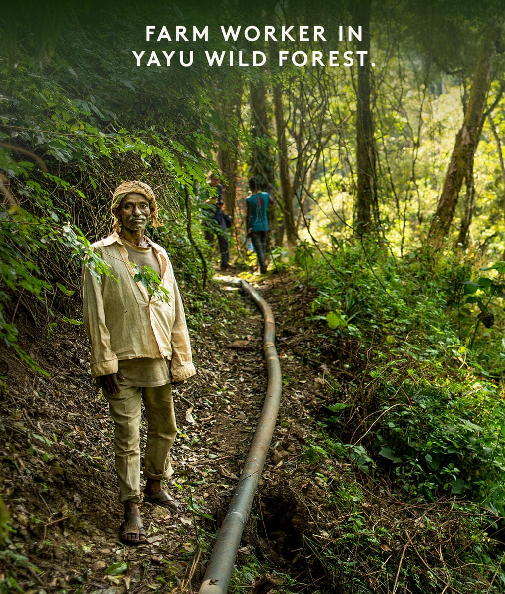 Yayu Wild Forest, Ethiopia