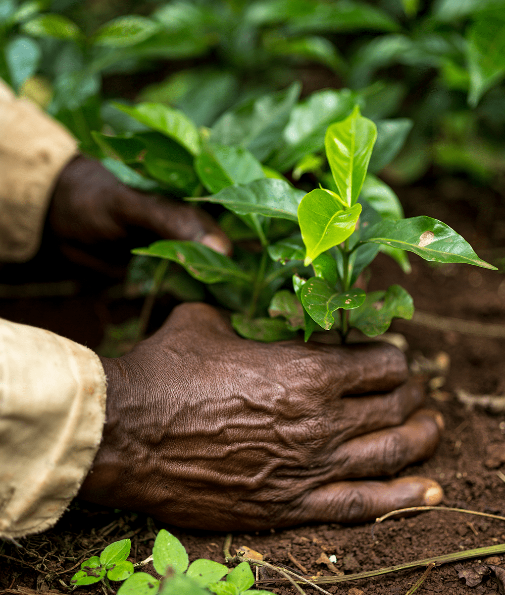Coffee Planting, Union Coffee