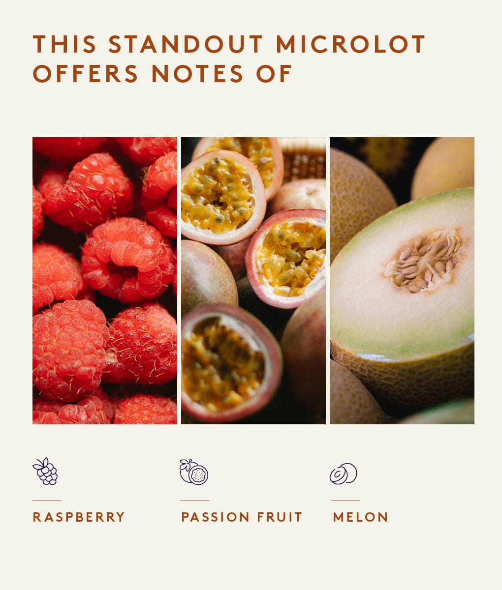 Los Lajones Catuai, Panama – Union Coffee