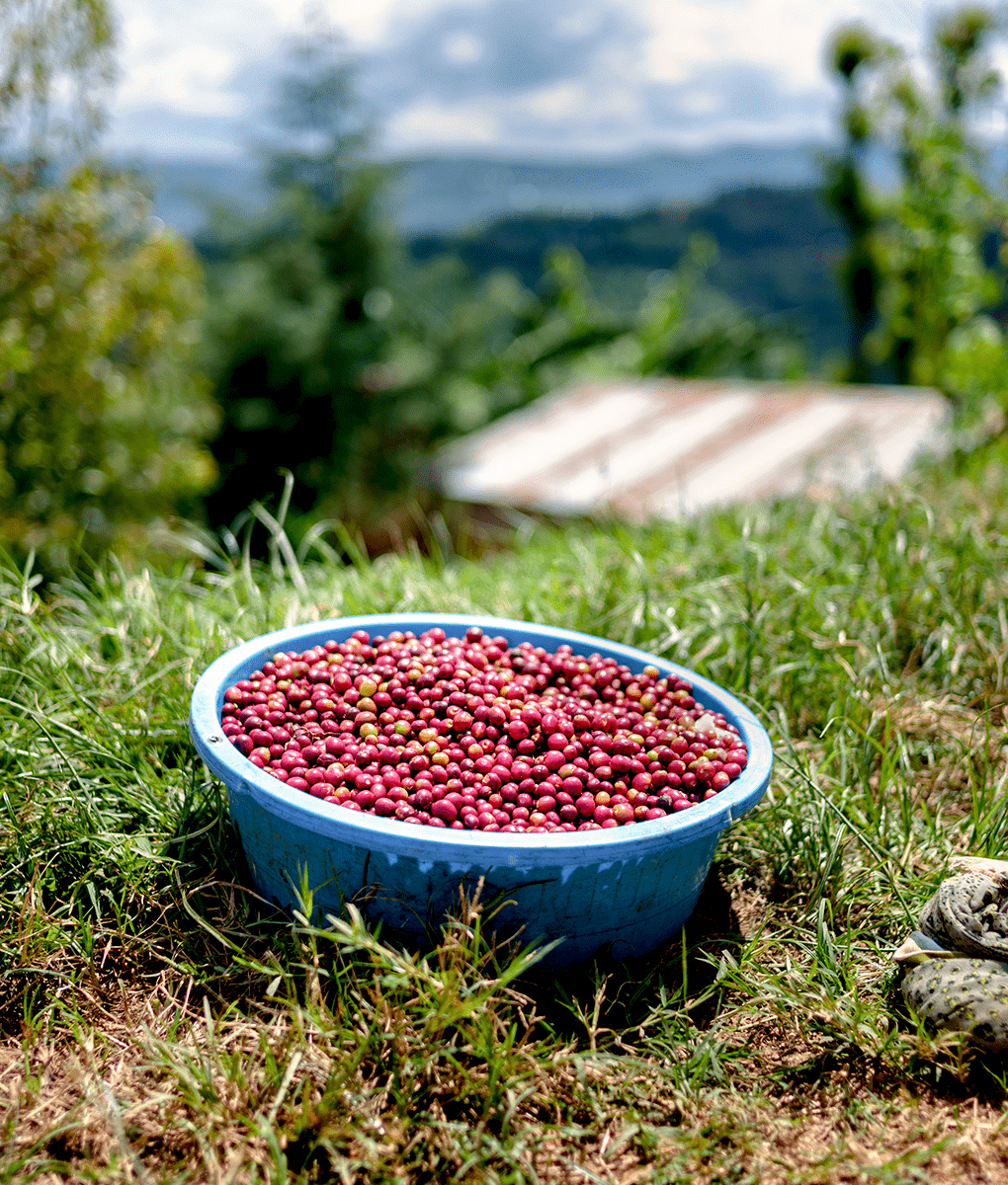 Coffee Cherry Harvesting, Union Coffee