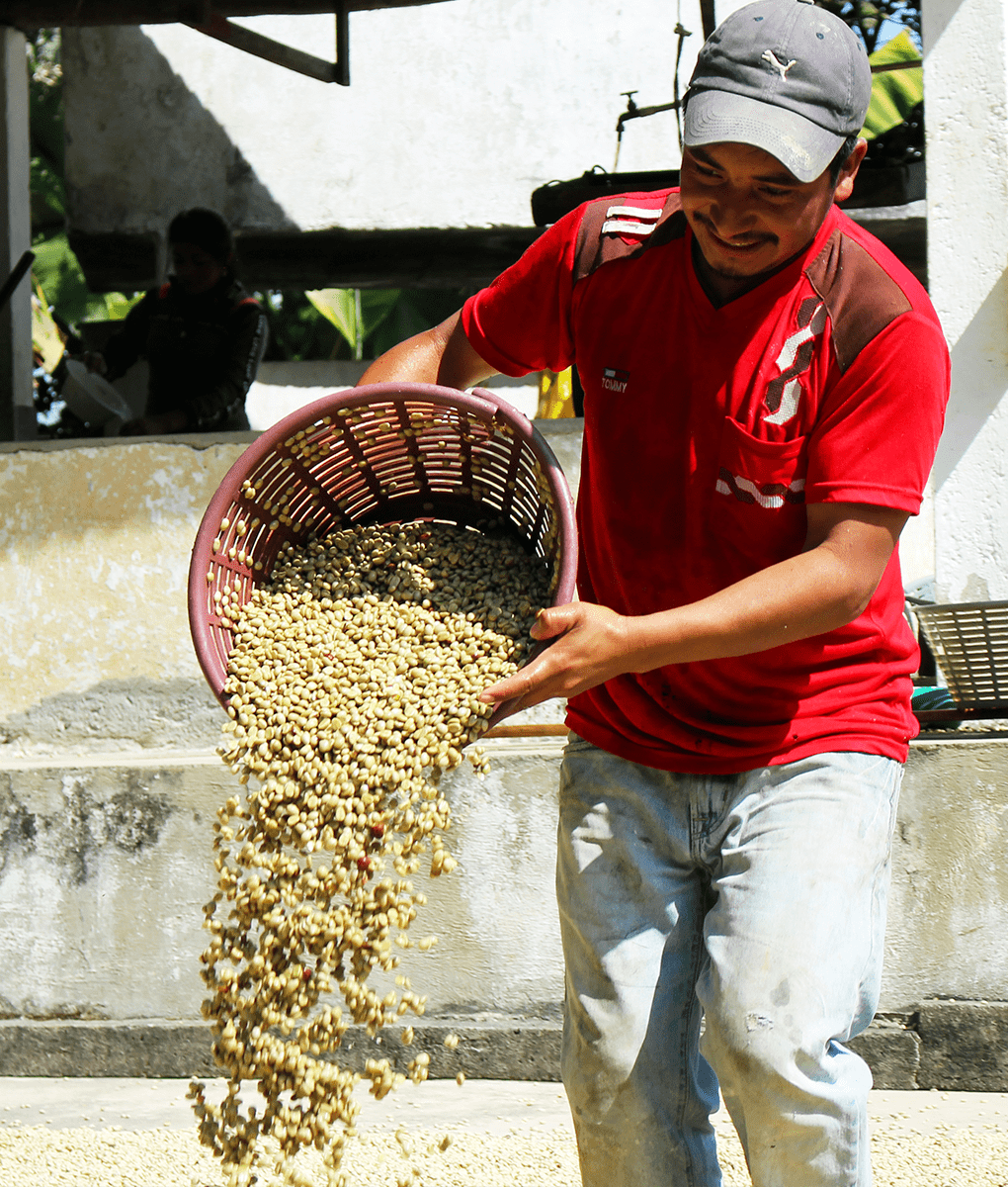 Guatemala Coffee Processing, Union Coffee