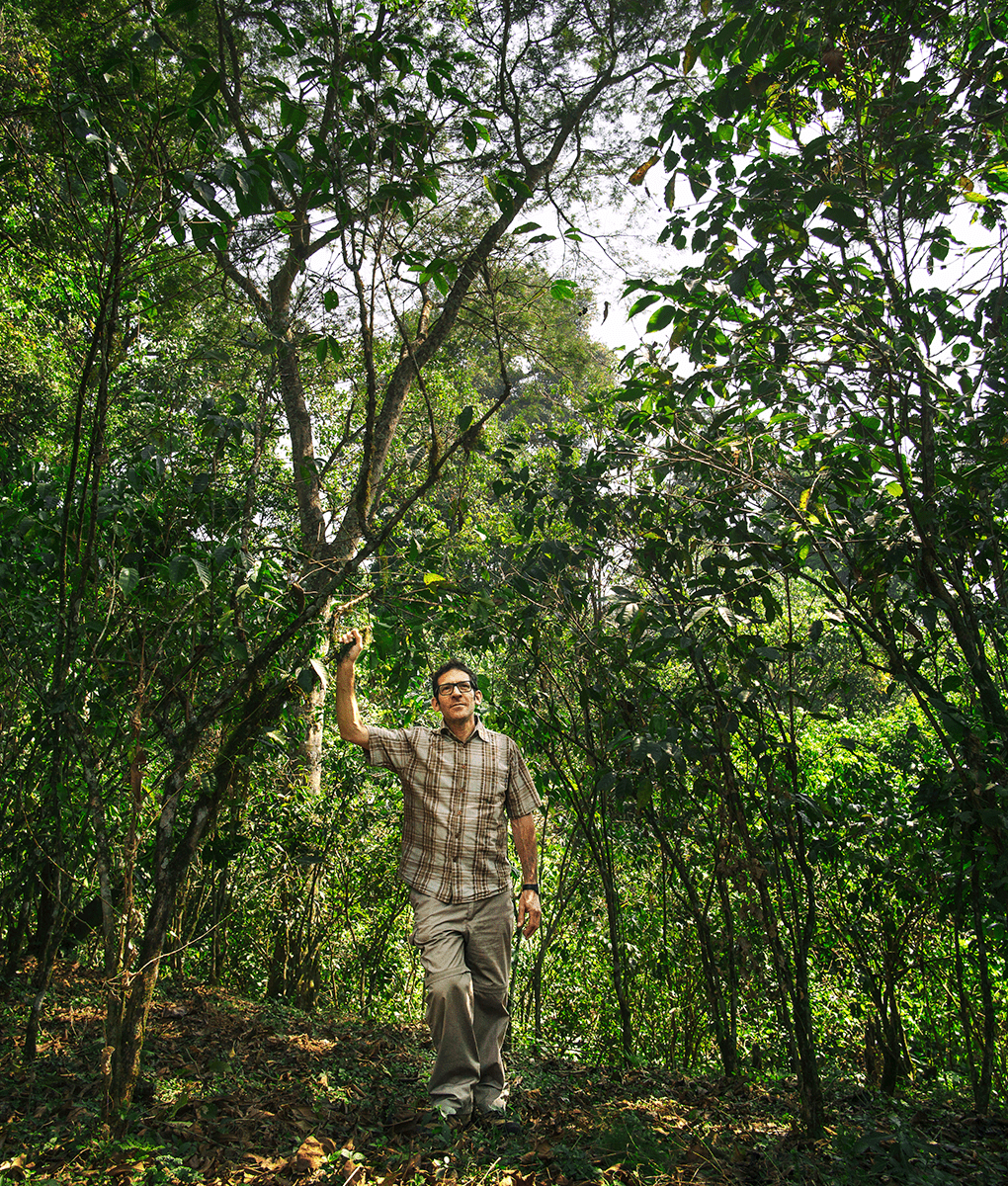 Yayu Natural Wild Forest, Ethiopia, Union Coffee